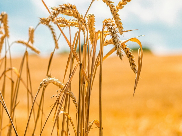 david-von-diemar-tpXsqQMCFrM-unsplash